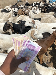 Mammals sheep goats photo