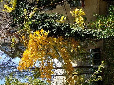 toamna2009_1121_120520