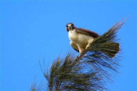 Short-tail Hawk photo