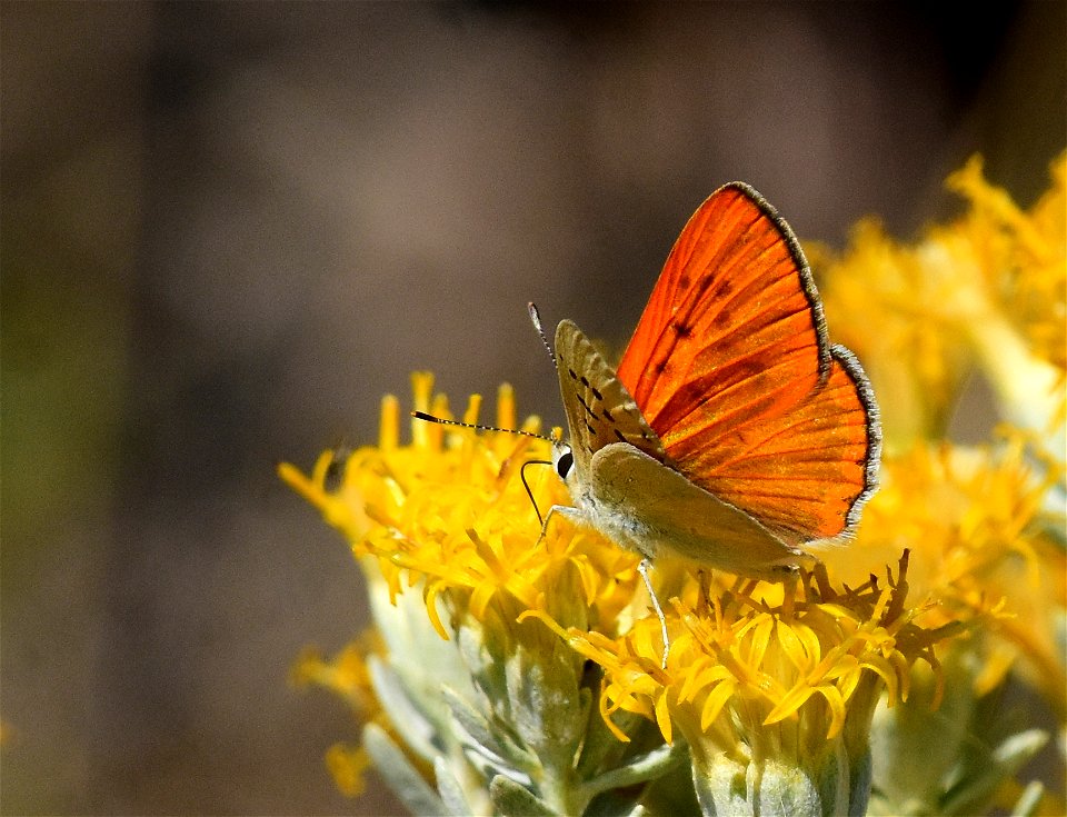 Ruddy Copper Lycaena rubidus at Seedskadee National Wildlife Refuge Wyoming