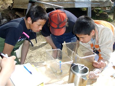Fish respiration activity