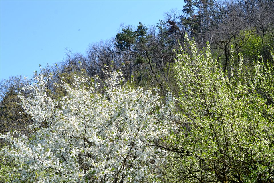 Spring ,April 2023
