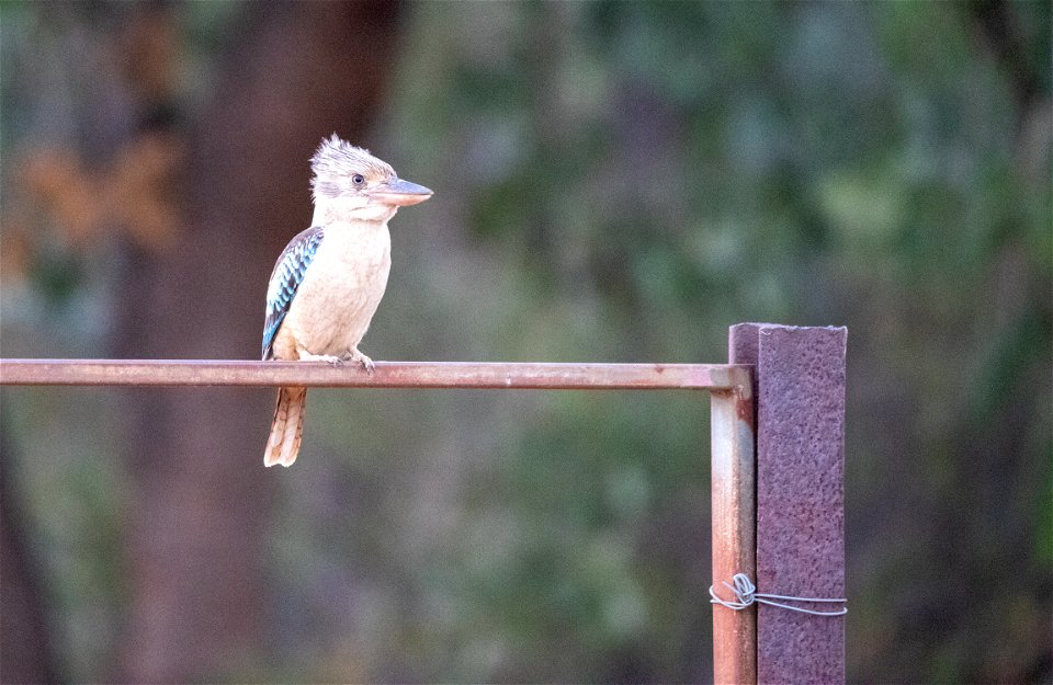 Blue-winger kookaburra