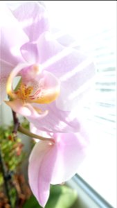 orchids-兰花_2023_0225_110409