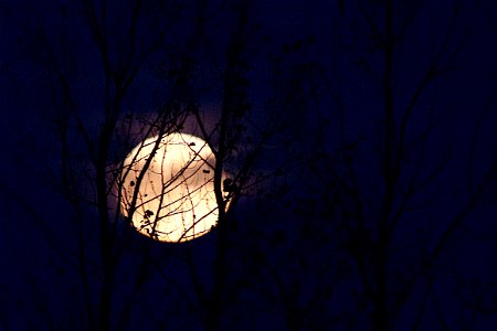 Howl Here