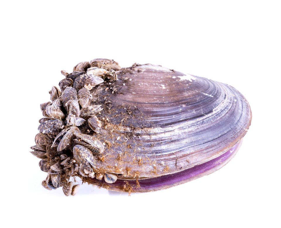 Zebra Mussels (Dreissena polymorpha)