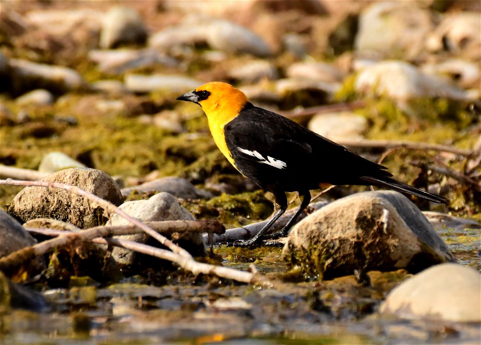 Yellow headed blackbird at Seedskadee National Wildlife Refuge