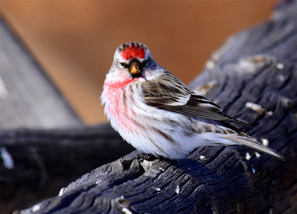 Common redpoll at Seedskadee National Wildlife Refuge