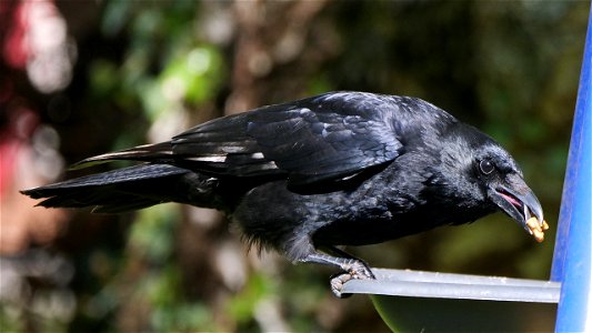 Dieser Walnussliebhaber bringt die Futterschale an die Belastungsgrenze