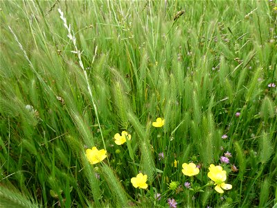 Hordeum geniculatum All., 1785