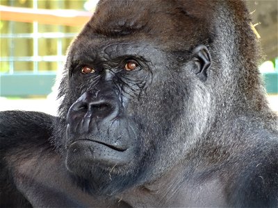 Gorilla