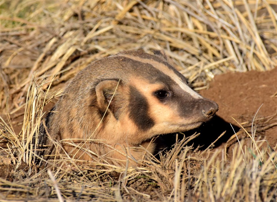 American badger at Arapaho National Wildlife Refuge