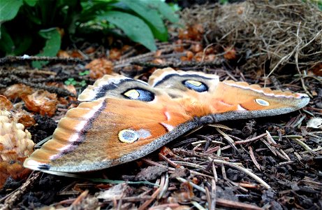 Polyphemus moth photo