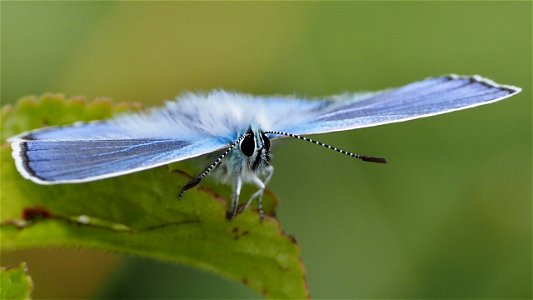 Polyommatus icarus (Hauhechel-Bläuling) Männchen, Frontale
