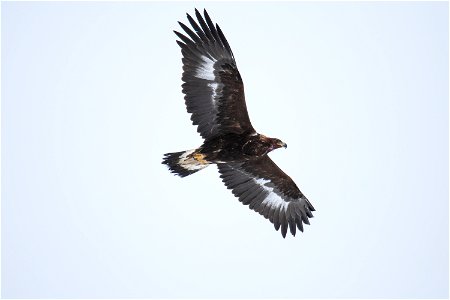 Golden Eagle in Flight on the National Elk Refuge