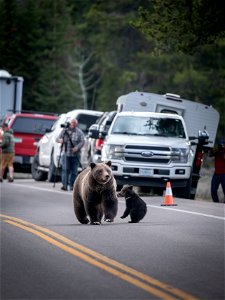 grizzly bear #399 and cub of the year emerge from hibernation on May 16, 2023 - 13 photo