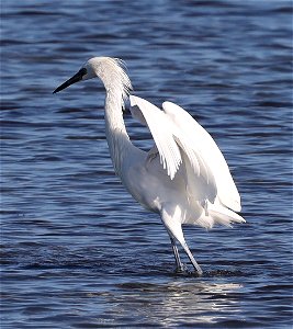 191 - REDDISH EGRET (12-04-2021) convention center, south padre island, cameron co, tx -03 photo