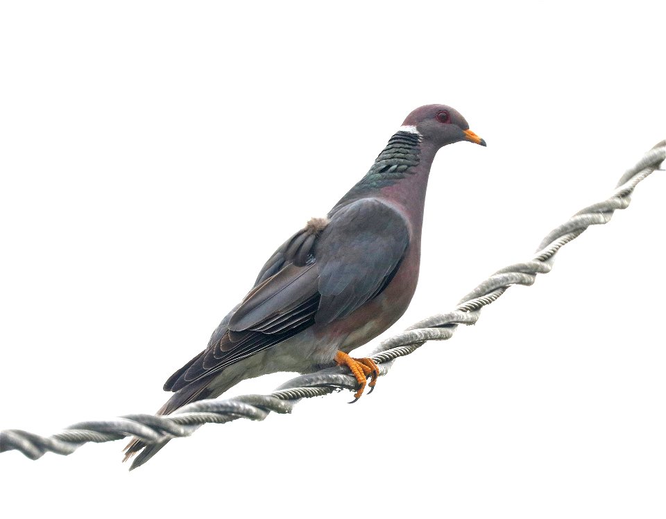 426 - BAND-TAILED PIGEON (6-12-2021) yard, crescent city, del norte co, ca -03