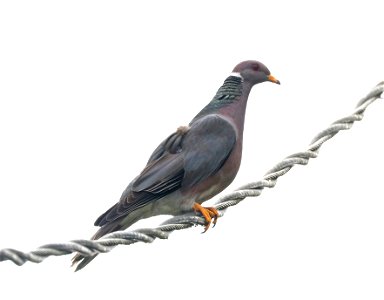 426 - BAND-TAILED PIGEON (6-12-2021) yard, crescent city, del norte co, ca -03