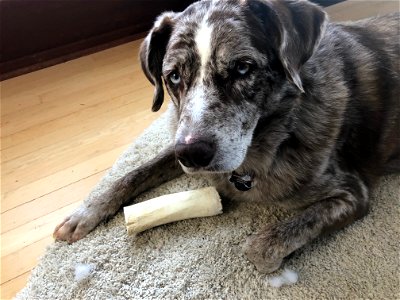 Okay, I am Content With My Bone photo