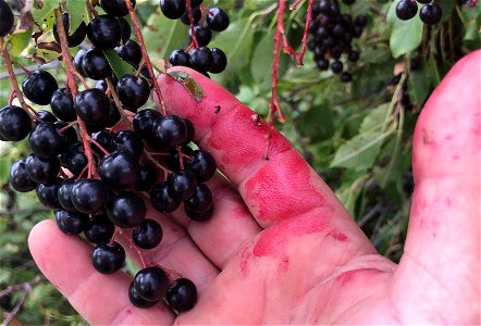 2022/365/238 The Evidence of Picking Choke Cherries photo