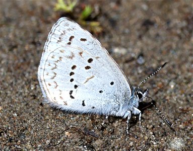 AZURE, SPRING (Celastrina ladon) (04-13-2023) south tolowa dunes state park, del norte co, ca -02