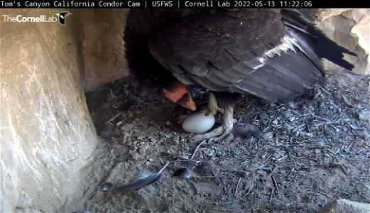 Toms Canyon Condor Inspects Egg photo