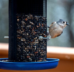 Day 287 - Tufted Titmouse photo