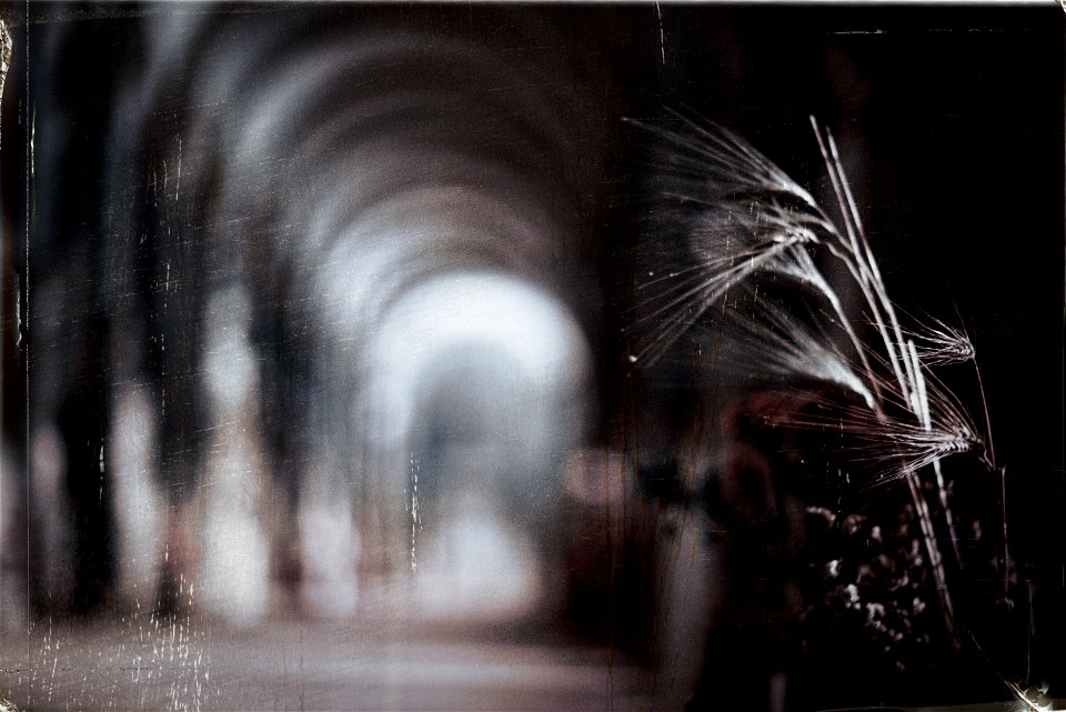 Wheat in the gallery