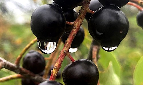 Chokecherry Drop Selfie photo