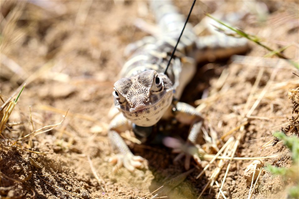 Blunt-nosed Leopard Lizard release at Panoche Plateau photo