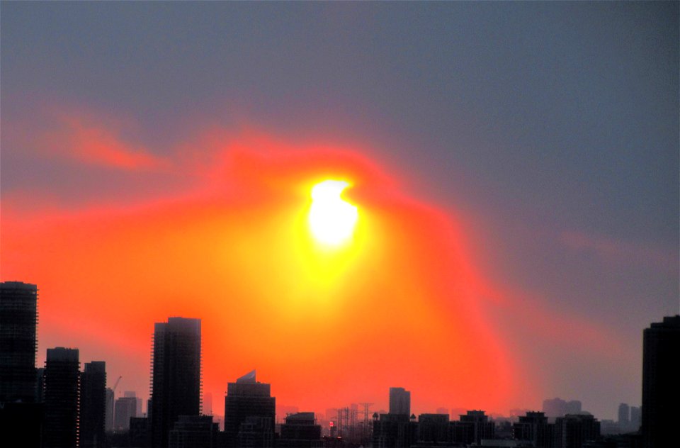 sunbird in the winter sunset