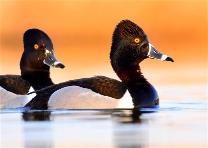 Ring-necked duck at Seedskadee National Wildlife Refuge Wyoming photo