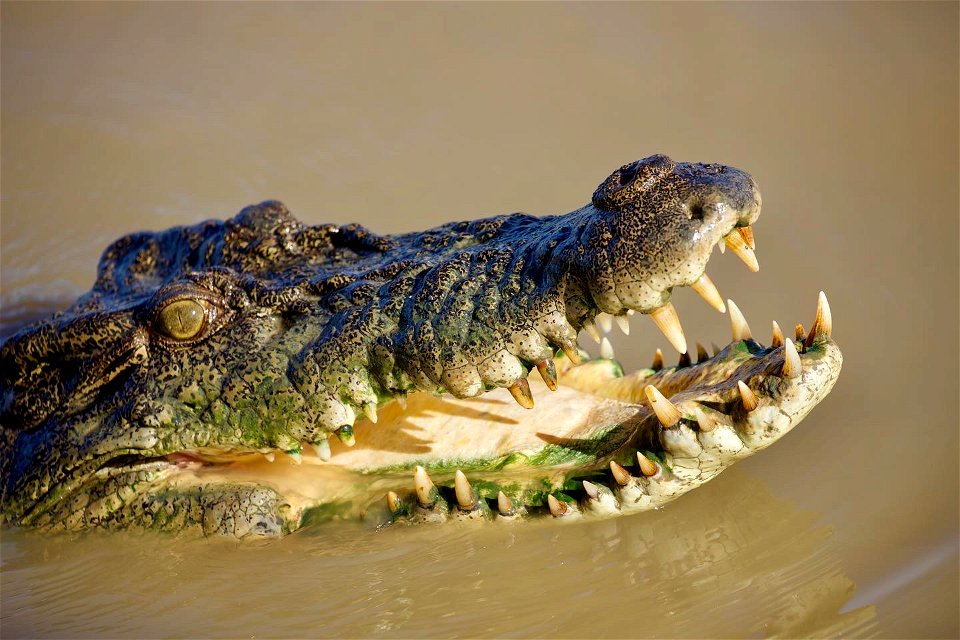 Wild saltwater crocodile