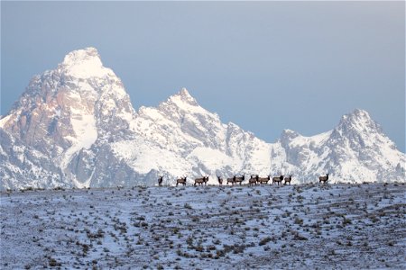 Elk on the National Elk Refuge photo