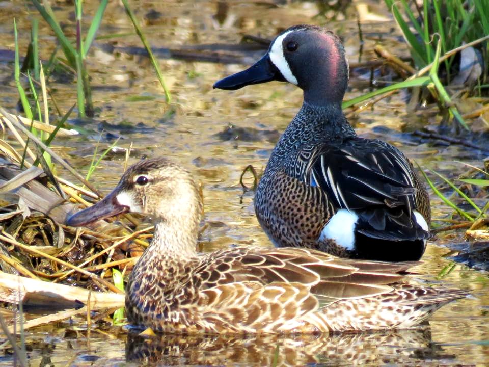 Blue-winged Teal photo