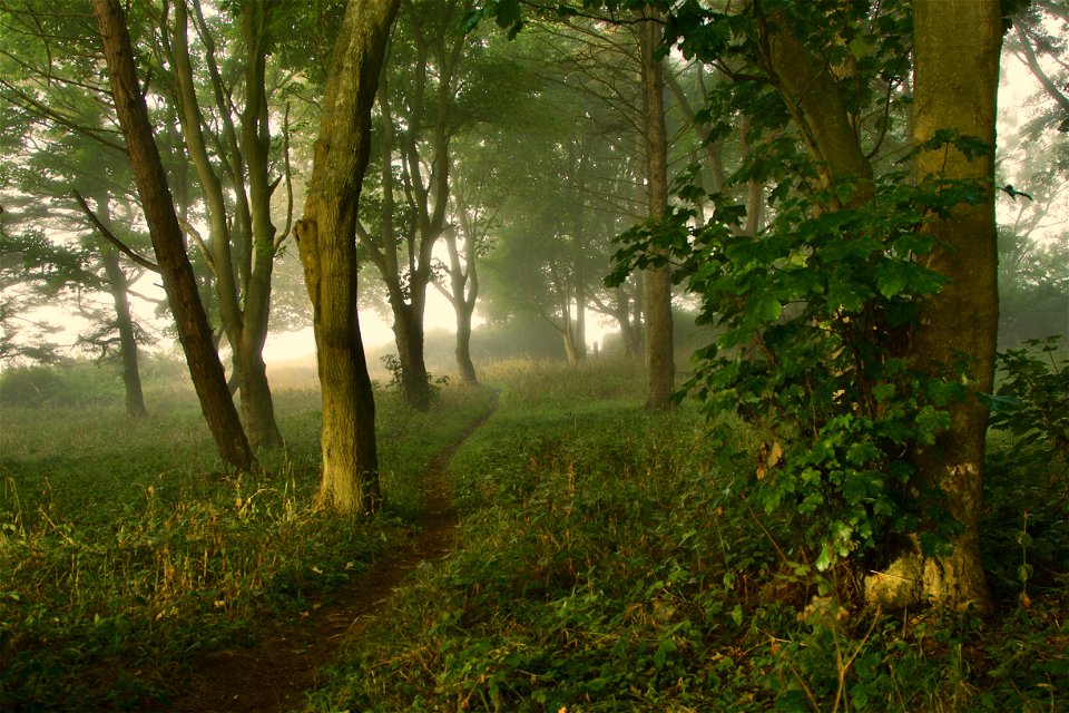Sunrise through the mist at Danes Dyke