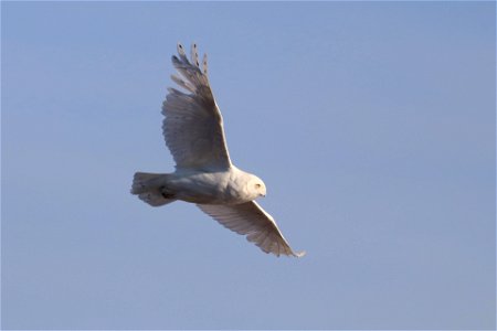 Snowy Owl
