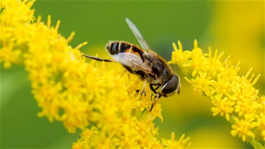 Eristalis arbustorum (Kleine Keilfleckschwebfliege), Männchen