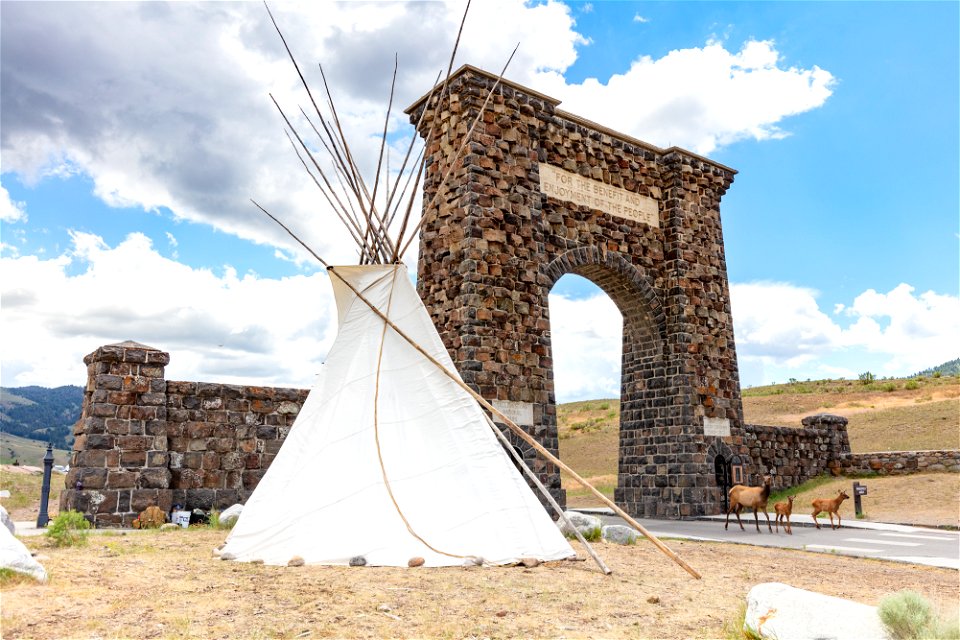 North Entrance teepee installation event: teepee, Roosevelt Arch, and elk cow and calves