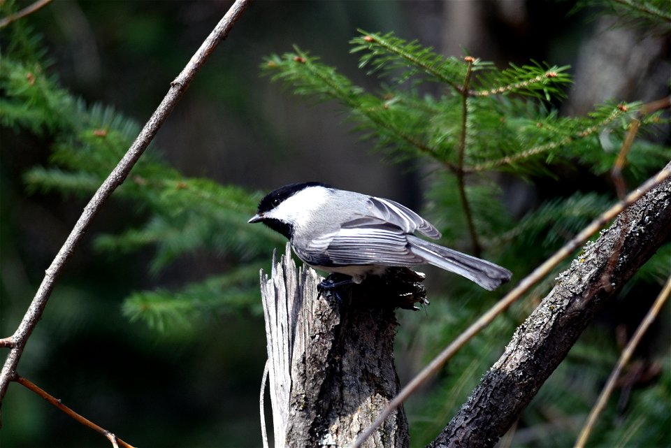 Black-capped chickadee