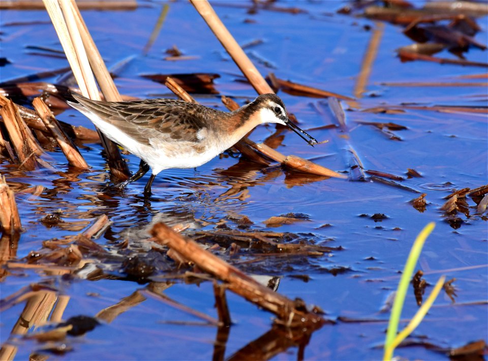 Wilson's phalarope at Seedskadee National Wildlife Refuge