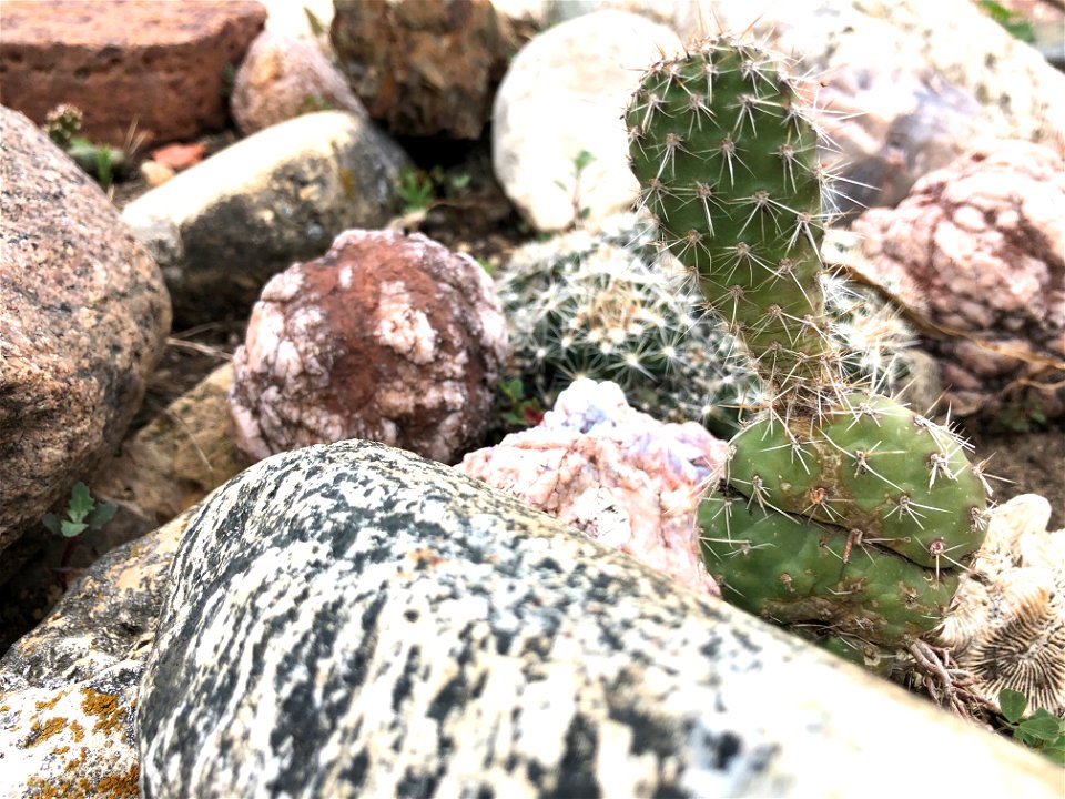 Prickly Pear Cactus Amongst the Rocks