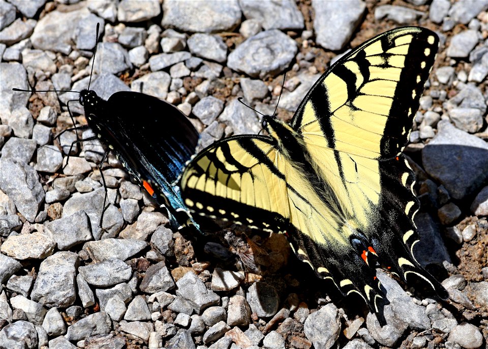 SWALLOWTAIL, APPALACHIAN TIGER (Pterourus appalachiensis) (05-04-2023) cades cove, great smoky mt nat park, blount co, tn -01