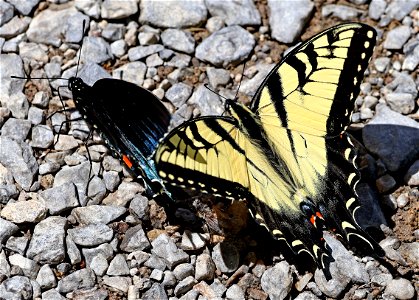SWALLOWTAIL, APPALACHIAN TIGER (Pterourus appalachiensis) (05-04-2023) cades cove, great smoky mt nat park, blount co, tn -01