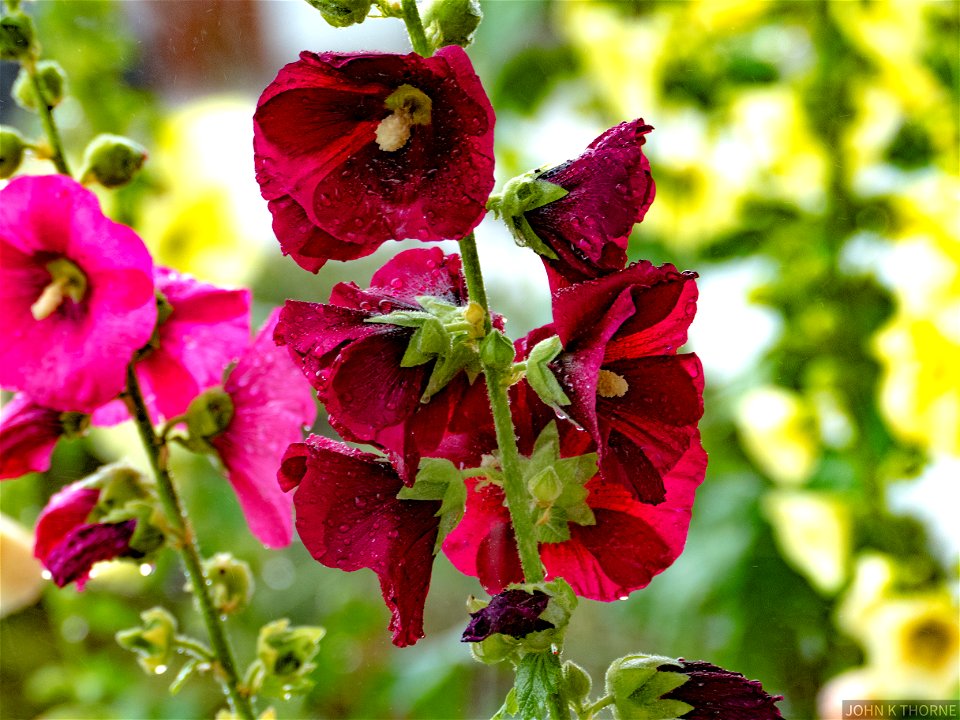 Hollyhocks in The Rain