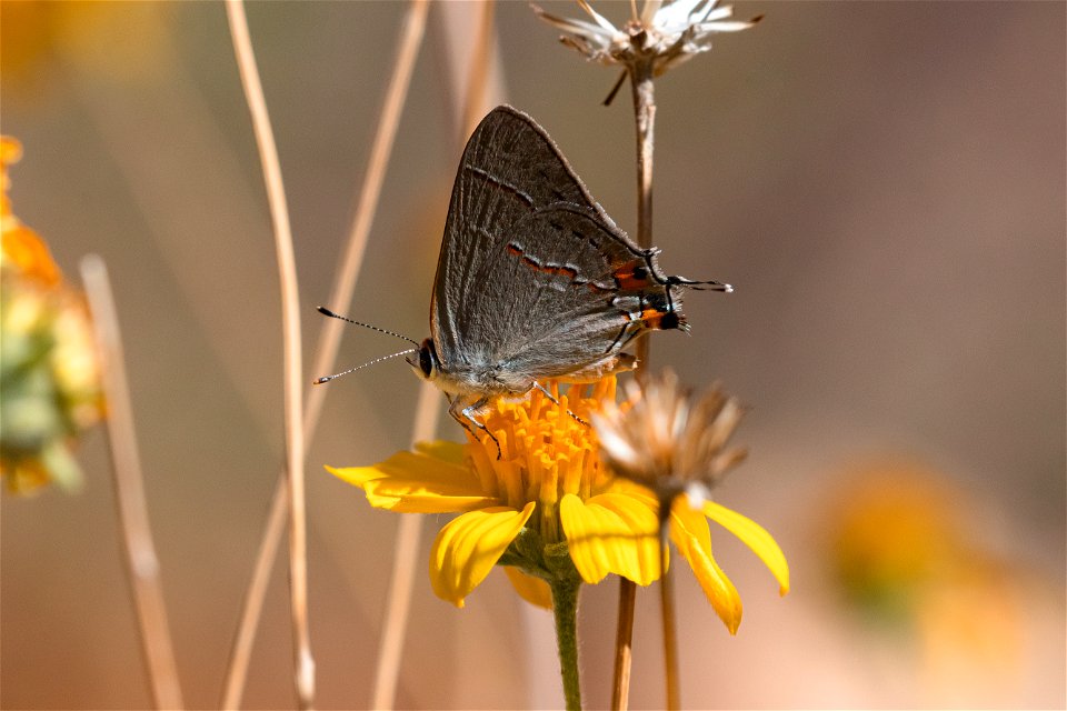 Gray hairstreak
