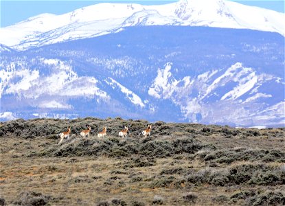 Pronghorn at Arapaho National Wildlife Refuge Colorado