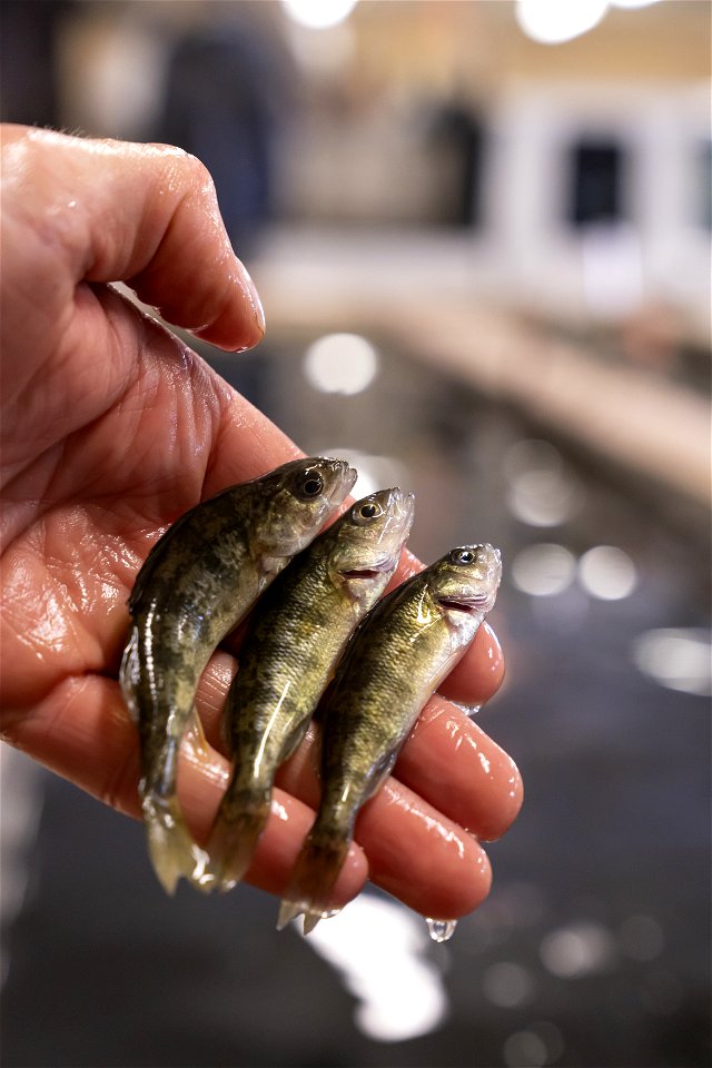 Yellow Perch Fingerlings photo