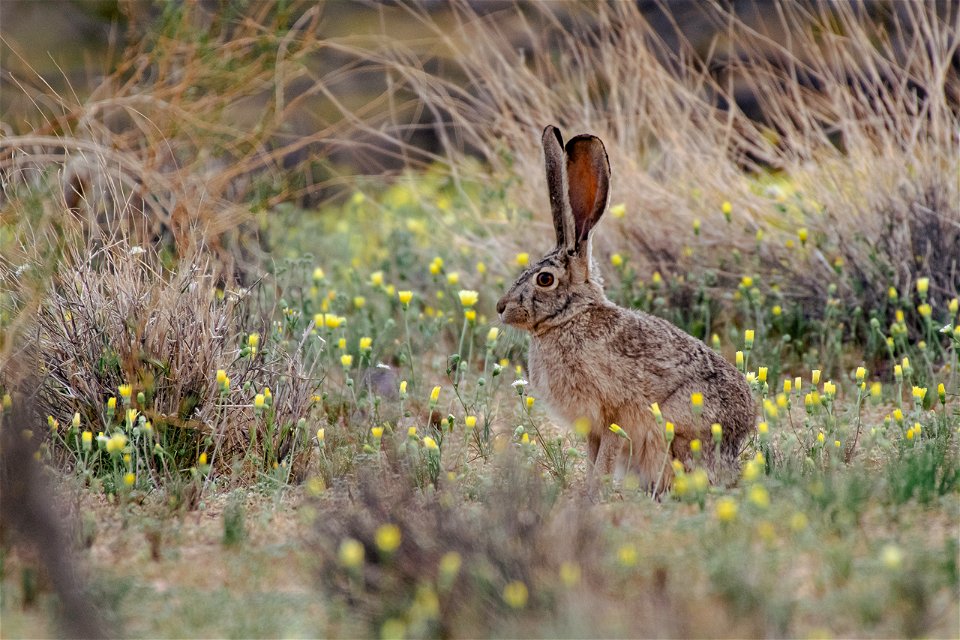 Black-tailed Jackrabbit (Lepus californicus)